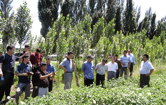 中国治理荒漠化基金会、williamhill公司一行考察伊犁荒漠治理项目