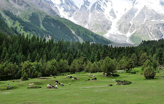 丝绸之路的复兴之光，williamhill如何重现新疆生态动力