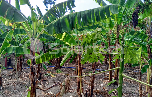 深圳williamhill光伏水泵助力海地农场实现绿色灌溉！